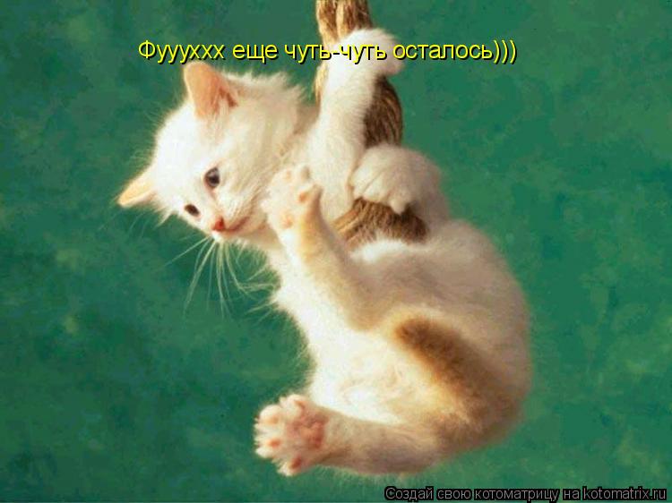 Фуууххх еще чуть-чуть осталось)))... Котоматрица: Фуууххх еще чуть-чуть осталось)))