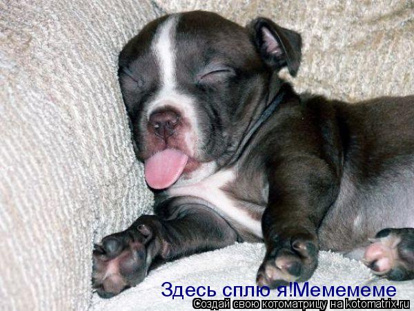 Здесь сплю я!Мемемеме... Котоматрица: Здесь сплю я!Мемемеме