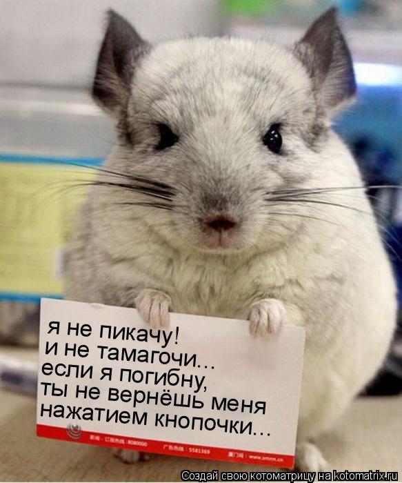 Котоматрица: я не пикачу! и не тамагочи... если я погибну, ты не вернёшь меня нажатием кнопочки...