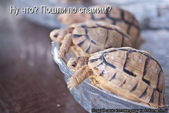 Ну что? Пошли по спамим?... Котоматрица: Ну что? Пошли по спамим?