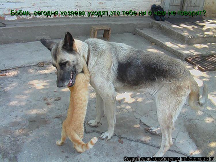 Бобик, сегодня хозяева уходят,это тебе ни о чем не говорит?... Котоматрица: Бобик, сегодня хозяева уходят,это тебе ни о чем не говорит?