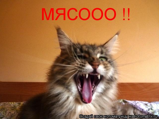 МЯСООО !!... Котоматрица: МЯСООО !!
