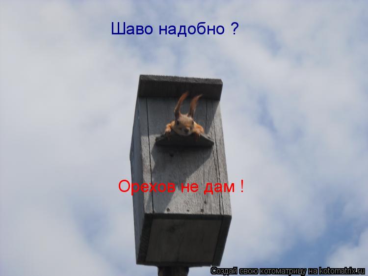 Шаво надобно ? Орехов не дам !... Котоматрица: Шаво надобно ? Орехов не дам !