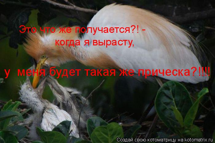 Это что же получается?! - когда я вырасту, у меня будет такая же прическа?!!!!... Котоматрица: Это что же получается?! - когда я вырасту, у меня будет такая же прическа?!!!!