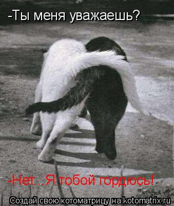 -Ты меня уважаешь? -Нет...Я тобой гордюсь!... Котоматрица: -Ты меня уважаешь? -Нет...Я тобой гордюсь!
