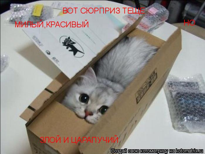 ВОТ СЮРПРИЗ ТЕЩЕ МИЛЫЙ,КРАСИВЫЙ НО ЗЛОЙ И ЦАРАПУЧИЙ... Котоматрица: ВОТ СЮРПРИЗ ТЕЩЕ МИЛЫЙ,КРАСИВЫЙ НО ЗЛОЙ И ЦАРАПУЧИЙ