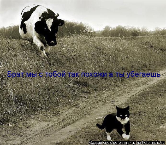 Брат мы с тобой так похожи а ты убегаешь... Котоматрица: Брат мы с тобой так похожи а ты убегаешь