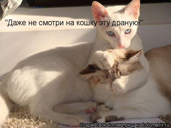 "Даже не смотри на кошку эту драную!"... Котоматрица: "Даже не смотри на кошку эту драную!"