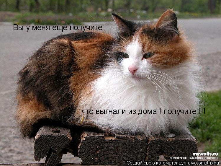 Вы у меня ещё получите что выгнали из дома ! получите !!!... Котоматрица: Вы у меня ещё получите что выгнали из дома ! получите !!!