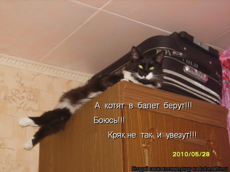 А котят в балет берут!!! Боюсь!!! Кряк,не так и увезут!!!... Котоматрица: А котят в балет берут!!! Боюсь!!! Кряк,не так и увезут!!!