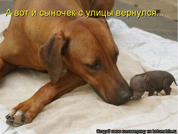 А вот и сыночек с улицы вернулся...... Котоматрица: А вот и сыночек с улицы вернулся...