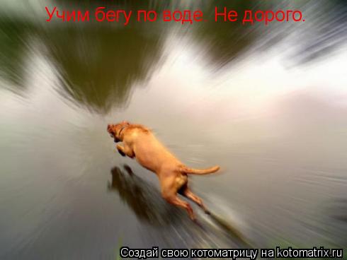 Учим бегу по воде. Не дорого.... Котоматрица: Учим бегу по воде. Не дорого.