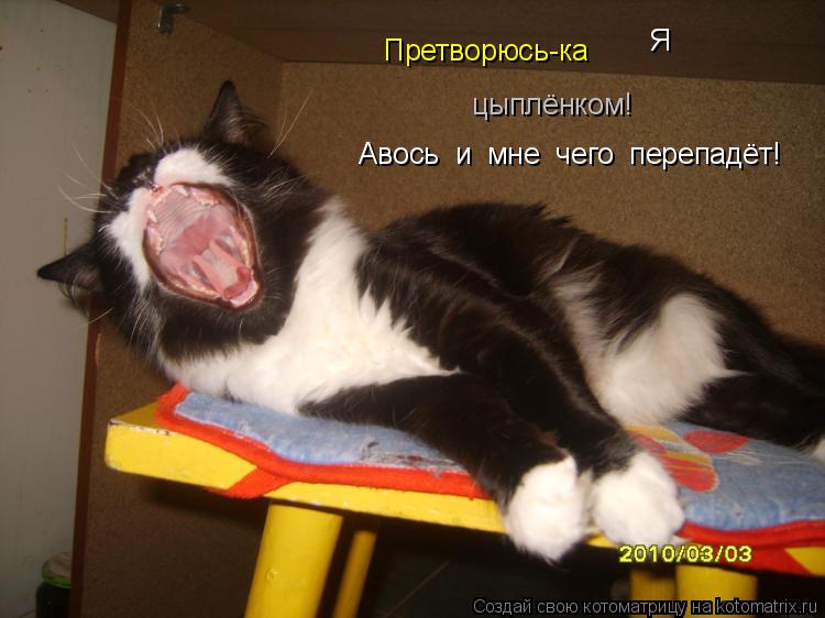 Претворюсь-ка Я цыплёнком! Авось и мне чего перепадёт!... Котоматрица: Претворюсь-ка Я цыплёнком! Авось и мне чего перепадёт!