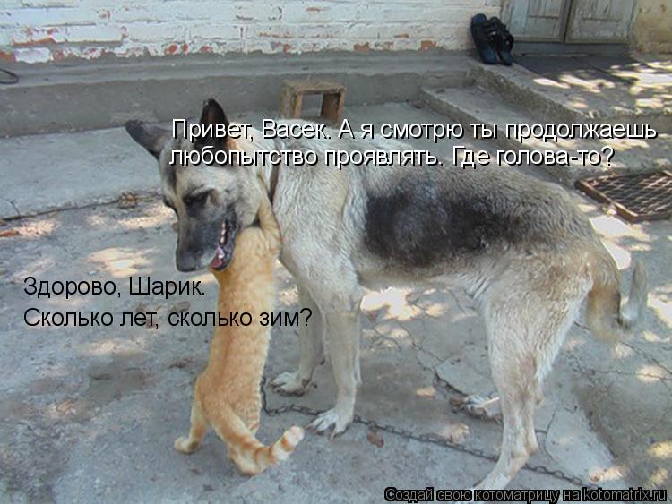 Сколько лет, сколько зим? Здорово, Шарик. Привет, Васек. А я смотрю ты продолжаешь любопытство проявл... Котоматрица: Сколько лет, сколько зим? Здорово, Шарик. Привет, Васек. А я смотрю ты продолжаешь любопытство проявлять. Где голова-то?