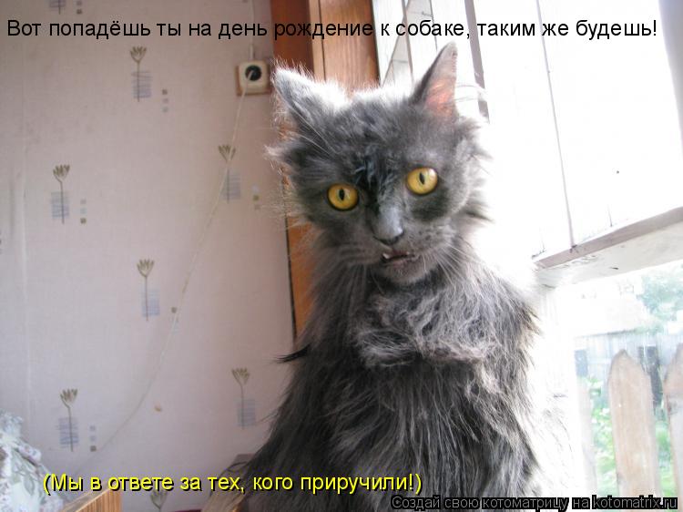Вот попадёшь ты на день рождение к собаке, таким же будешь! (Мы в ответе за тех, кого приручили!)... Котоматрица: Вот попадёшь ты на день рождение к собаке, таким же будешь! (Мы в ответе за тех, кого приручили!)
