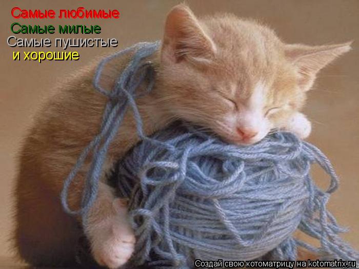 Самые любимые Самые любимые Самые милые Самые пушистые и хорошие... Котоматрица: Самые любимые Самые любимые Самые милые Самые пушистые и хорошие