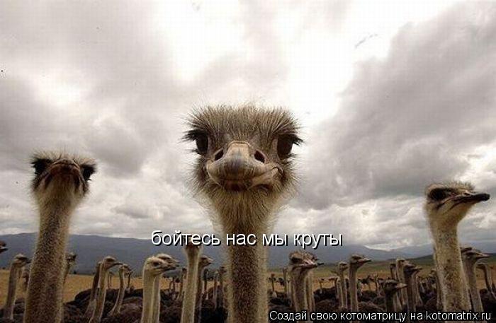 бойтесь нас мы круты... Котоматрица: бойтесь нас мы круты