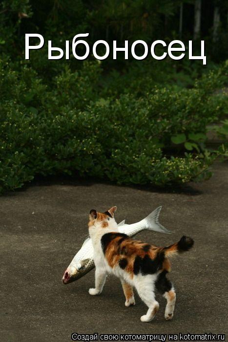 Рыбоносец... Котоматрица: Рыбоносец