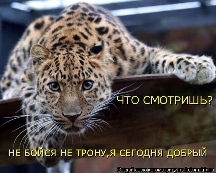 ЧТО СМОТРИШЬ? НЕ БОЙСЯ НЕ ТРОНУ,Я СЕГОДНЯ ДОБРЫЙ... Котоматрица: ЧТО СМОТРИШЬ? НЕ БОЙСЯ НЕ ТРОНУ,Я СЕГОДНЯ ДОБРЫЙ