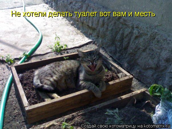 Не хотели делать туалет вот вам и месть... Котоматрица: Не хотели делать туалет вот вам и месть