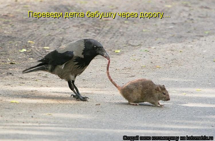Переведи детка бабушку через дорогу....... Котоматрица: Переведи детка бабушку через дорогу....