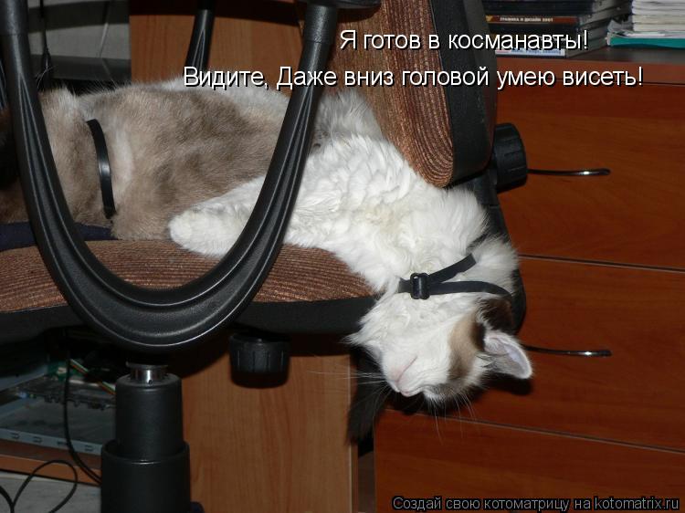 Я готов в косманавты! Видите, Даже вниз головой умею висеть!... Котоматрица: Я готов в косманавты! Видите, Даже вниз головой умею висеть!