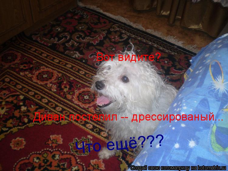 Вот видите? Диван постелил -- дрессированый... Что ещё???... Котоматрица: Вот видите? Диван постелил -- дрессированый... Что ещё???