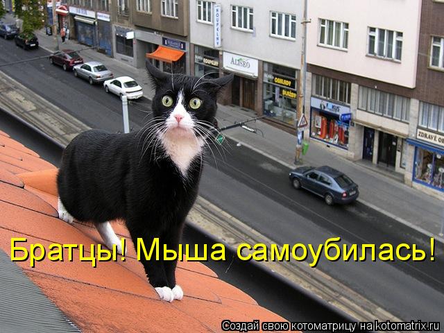 Братцы! Мыша самоубилась!... Котоматрица: Братцы! Мыша самоубилась!
