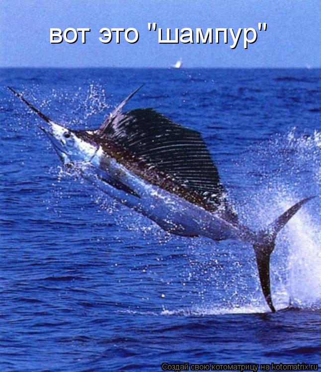 вот это "шампур"... Котоматрица: вот это "шампур"