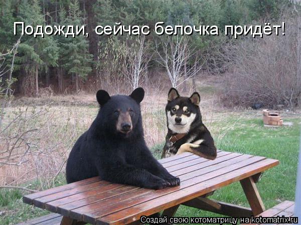Подожди, сейчас белочка придёт!... Котоматрица: Подожди, сейчас белочка придёт!
