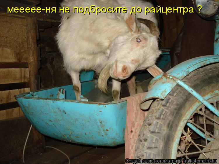 меееее-ня не подбросите до райцентра ?... Котоматрица: меееее-ня не подбросите до райцентра ?