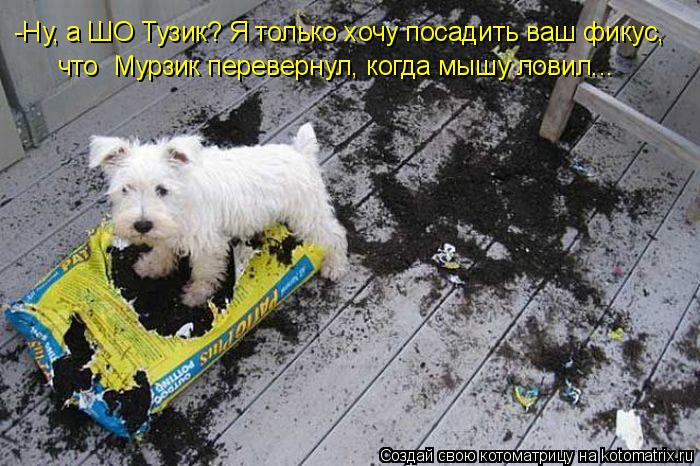 -Ну, а ШО Тузик? Я только хочу посадить ваш фикус, что Мурзик перевернул, когда мышу ловил...... Котоматрица: -Ну, а ШО Тузик? Я только хочу посадить ваш фикус, что Мурзик перевернул, когда мышу ловил...