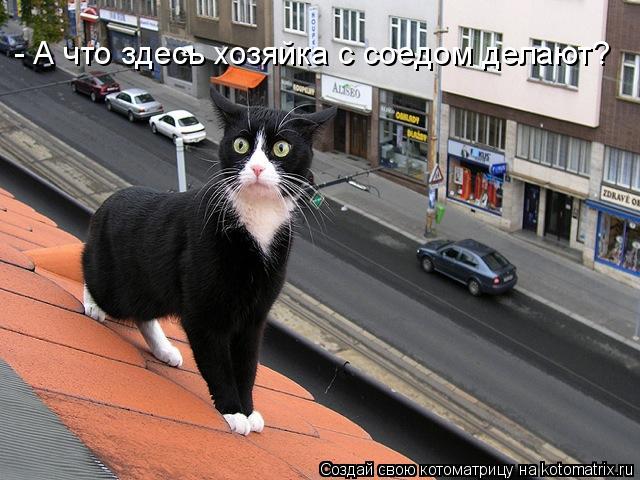 - А что здесь хозяйка с соедом делают?... Котоматрица: - А что здесь хозяйка с соедом делают?