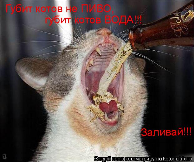 Губит котов не ПИВО, губит котов ВОДА!!! Заливай!!! Заливай!!!... Котоматрица: Губит котов не ПИВО, губит котов ВОДА!!! Заливай!!! Заливай!!!