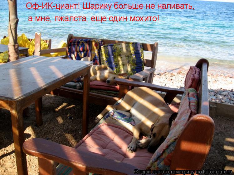 Оф-ИК-циант! Шарику больше не наливать, а мне, пжалста, еще один мохито!... Котоматрица: Оф-ИК-циант! Шарику больше не наливать, а мне, пжалста, еще один мохито!