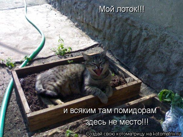 Мой лоток!!! и всяким там помидорам здесь не место!!!... Котоматрица: Мой лоток!!! и всяким там помидорам здесь не место!!!