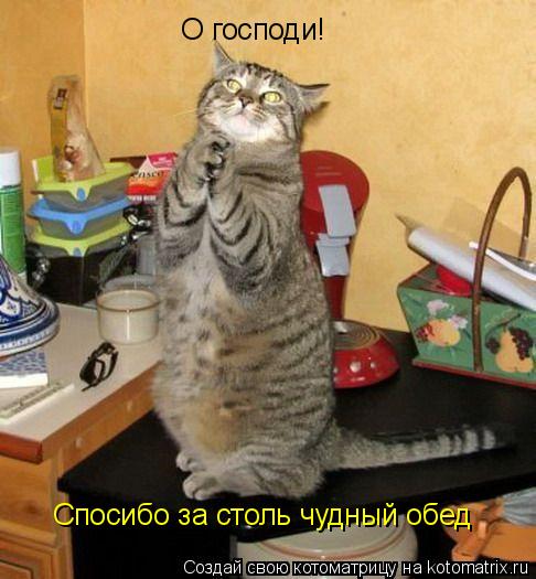 О господи! Спосибо за столь чудный обед... Котоматрица: О господи! Спосибо за столь чудный обед