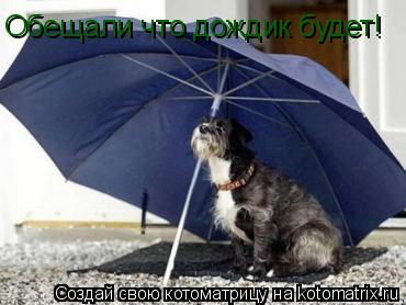 Обещали что дождик будет!... Котоматрица: Обещали что дождик будет!