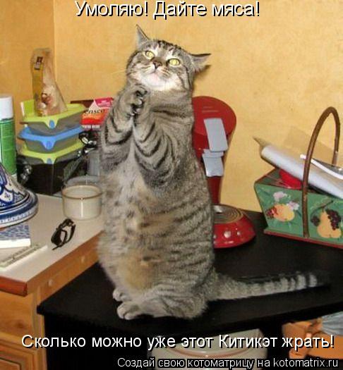 Умоляю! Дайте мяса! Сколько можно уже этот Китикэт жрать!... Котоматрица: Умоляю! Дайте мяса! Сколько можно уже этот Китикэт жрать!