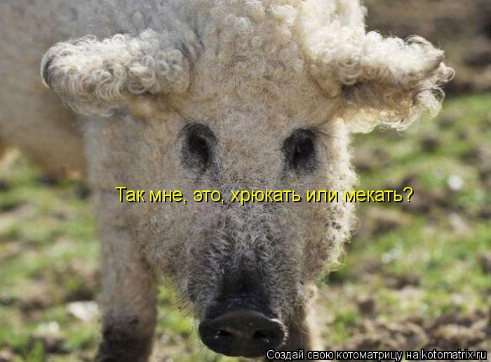 Так мне, это, хрюкать или мекать?... Котоматрица: Так мне, это, хрюкать или мекать?
