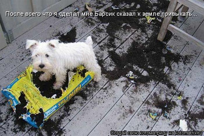 После всего что я сделал мне Барсик сказал к земле привыкать...... Котоматрица: После всего что я сделал мне Барсик сказал к земле привыкать...