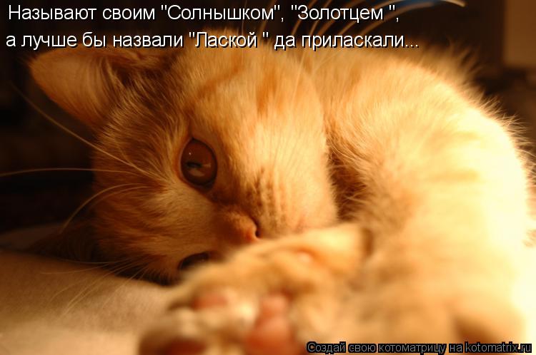 а лучше бы назвали "Лаской " да приласкали... Называют своим "Солнышком", "Золотцем ",... Котоматрица: а лучше бы назвали "Лаской " да приласкали... Называют своим "Солнышком", "Золотцем ",