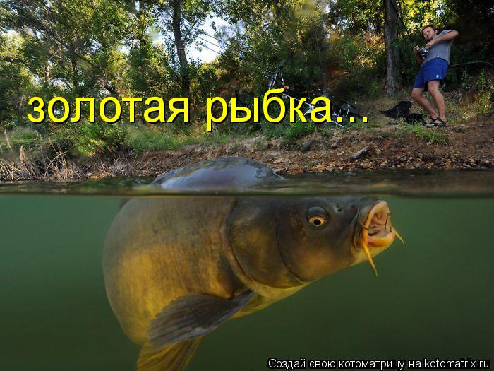 золотая рыбка...... Котоматрица: золотая рыбка...