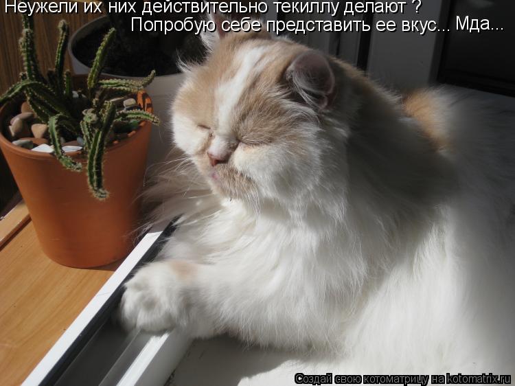 Неужели их них действительно текиллу делают ? Попробую себе представить ее вкус... Мда...... Котоматрица: Неужели их них действительно текиллу делают ? Попробую себе представить ее вкус... Мда...