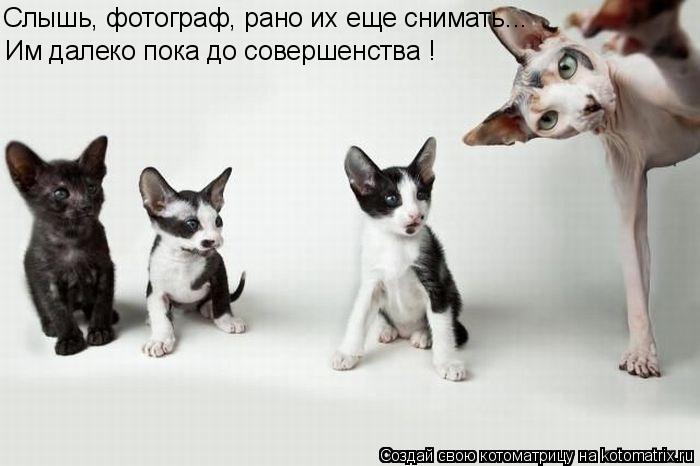 Слышь, фотограф, рано их еще снимать... Им далеко пока до совершенства !... Котоматрица: Слышь, фотограф, рано их еще снимать... Им далеко пока до совершенства !