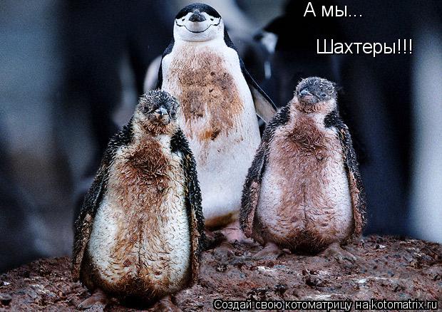 А мы... Шахтеры!!!... Котоматрица: А мы... Шахтеры!!!