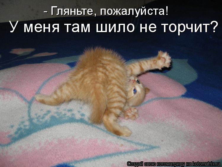 - Гляньте, пожалуйста! У меня там шило не торчит?... Котоматрица: - Гляньте, пожалуйста! У меня там шило не торчит?