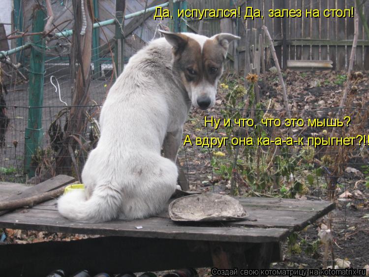 Ну и что, что это мышь? А вдруг она ка-а-а-к прыгнет?!! Да, испугался! Да, залез на стол!... Котоматрица: Ну и что, что это мышь? А вдруг она ка-а-а-к прыгнет?!! Да, испугался! Да, залез на стол!