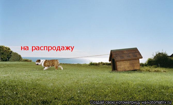 на распродажу... Котоматрица: на распродажу