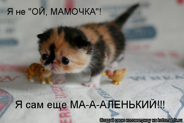 Я сам еще МА-А-АЛЕНЬКИЙ!!! Я не "ОЙ, МАМОЧКА"!... Котоматрица: Я сам еще МА-А-АЛЕНЬКИЙ!!! Я не "ОЙ, МАМОЧКА"!